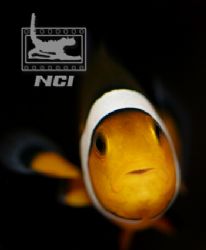 clownfish wondering "what are you" 
ikelite housing and ... by Justin Bauer 